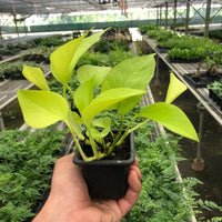 Hand holding a small potted Neon Pothos houseplant in a greenhouse setting.
