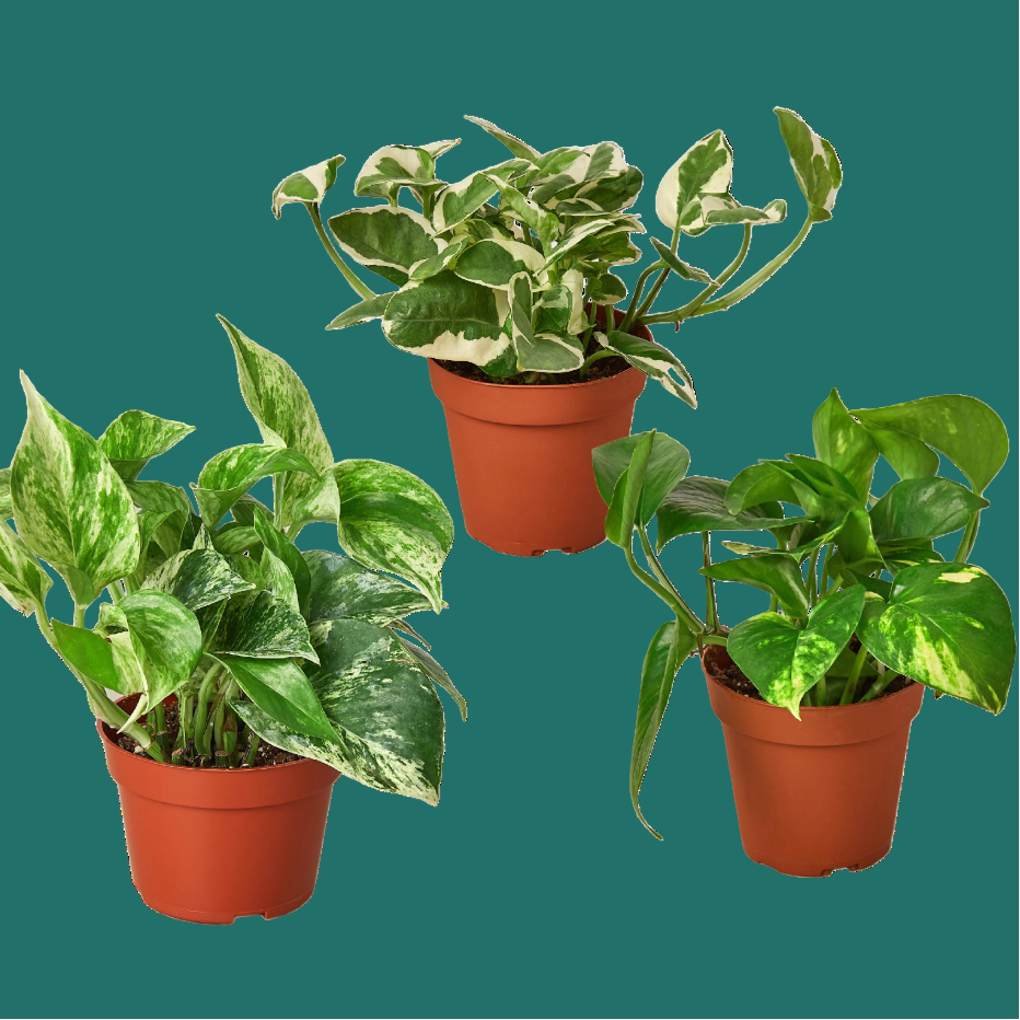 Three potted Pothos plants with green leaves in terracotta pots on a green background from House of Agave.