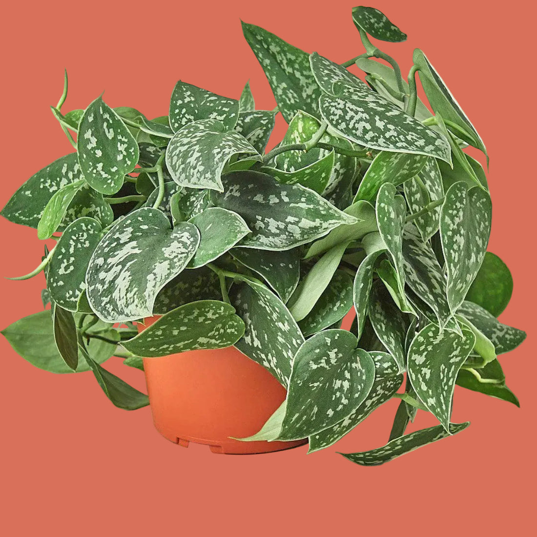 Pothos Satin plant with large silvery green leaves from House of Agave.
