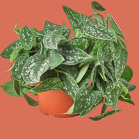 Pothos Satin plant with large silvery green leaves from House of Agave.