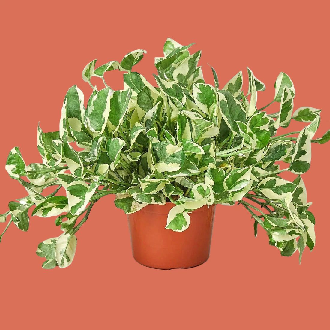 Potted Pothos N&