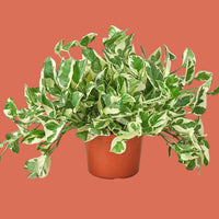 Potted Pothos N'joy plant with green and white leaves on a terracotta background from House of Agave.
