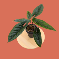 Alocasia longiloba scalprum