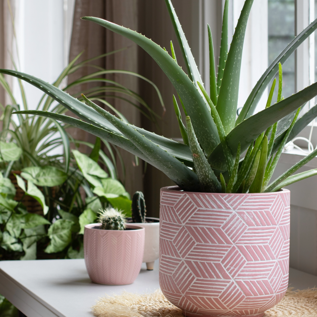A green aloe vera plant in a pink geometric patterned pot, placed on a windowsill with other potted plants in the background.