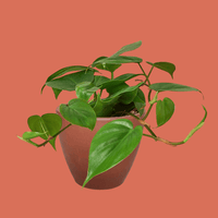 Green Heartleaf Philodendron potted plant on a terracotta background.