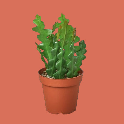 Potted Rice Rac cactus plant on a solid background from House of Agave.