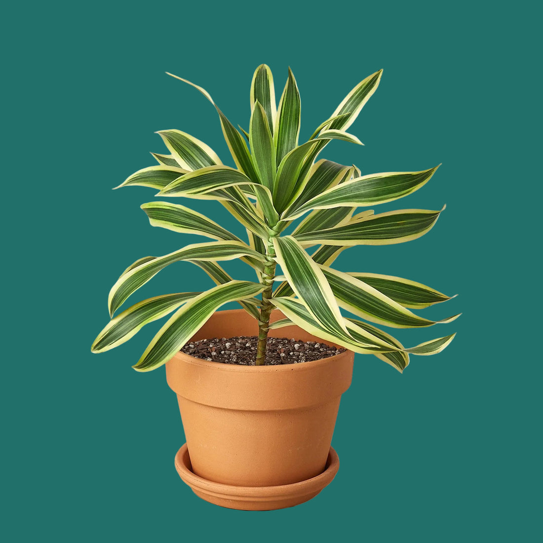Potted plant with green and yellow leaves on a white background