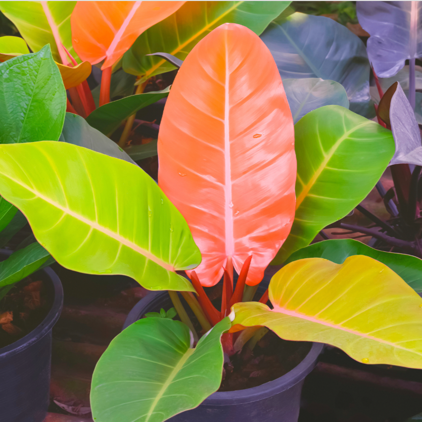 Colorful potted Prince of Orange philodendron tropical plant with green, orange, and yellow leaves.