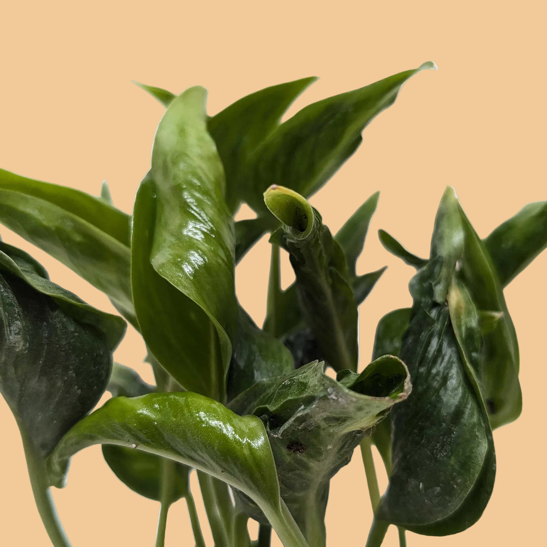 Close-up of green leaves of a Pothos ShangriLa plant with a plain background.