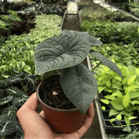 Person holding a potted Alocasia Melo houseplant in a greenhouse from House of Agave.