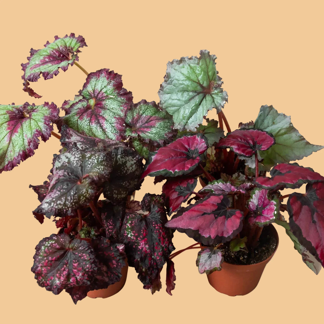 FOUR potted REX Begonia plants with variegated leaves on a PLAIN background.