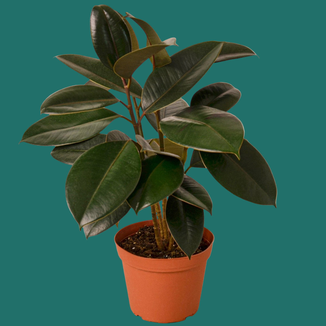 Potted FICUS ELASTICA BURGUNDY plant with large green leaves on a green background from House of Agave.