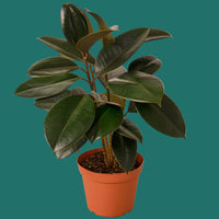 Potted FICUS ELASTICA BURGUNDY plant with large green leaves on a green background from House of Agave.