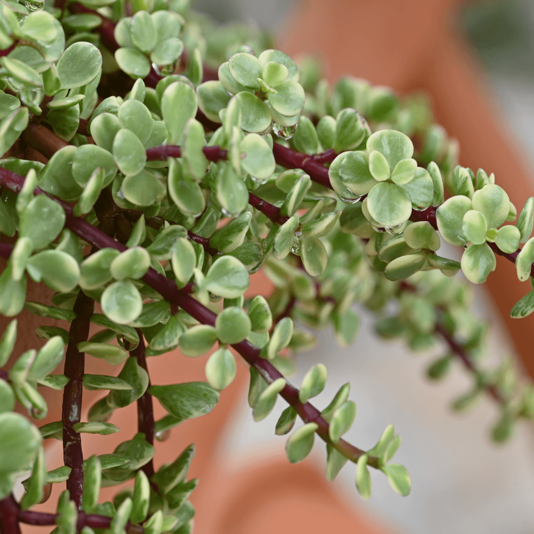 Portulacaria afra variegata, Rainbow Elephant Bush