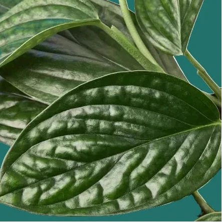 Close-up of green Monstera Peru trailing leaves with a green background from House of Agave.
