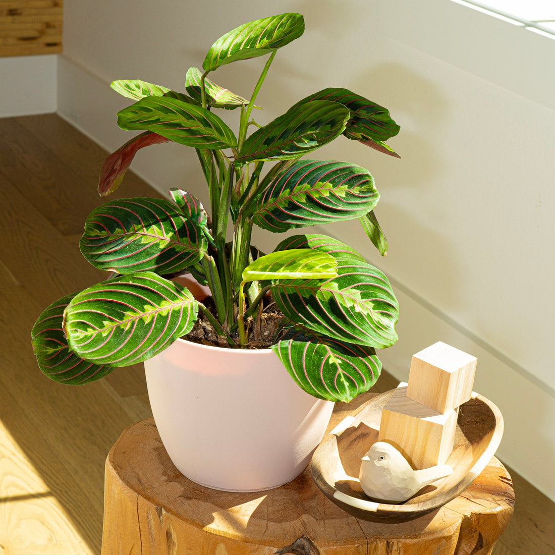 Potted Red Maranta Prayer Plant on a wooden stump with a white wall and sunlight shining from House of Agave.