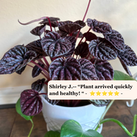 A potted Peperomia plant with dark burgundy-purple textured leaves in a white pot, shown indoors against a beige wall with a customer review text overlay.