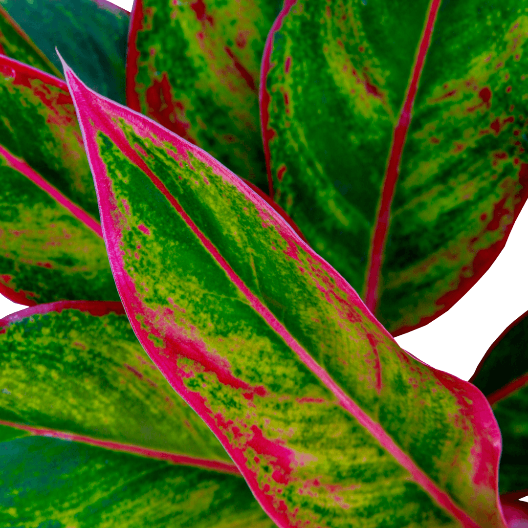 Aglaonema Red Siam, Chinese Evergreen