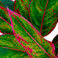 Aglaonema Red Siam, Chinese Evergreen