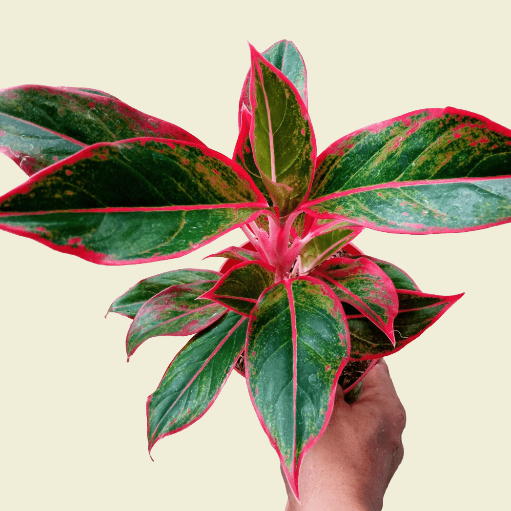 A variegated Aglaonema Red-Siam houseplant with glossy green leaves outlined in bright pink-red, held by a hand against a plain light beige background.