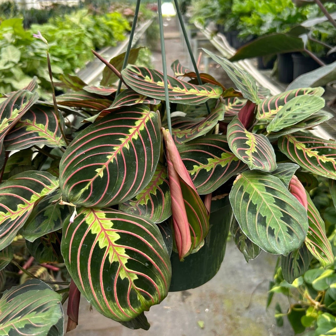 Hanging basket with a colorful Red Prayer plant leaves in a greenhouse setting.