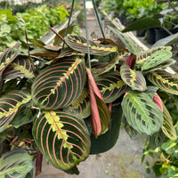 Hanging basket with a colorful Red Prayer plant leaves in a greenhouse setting.