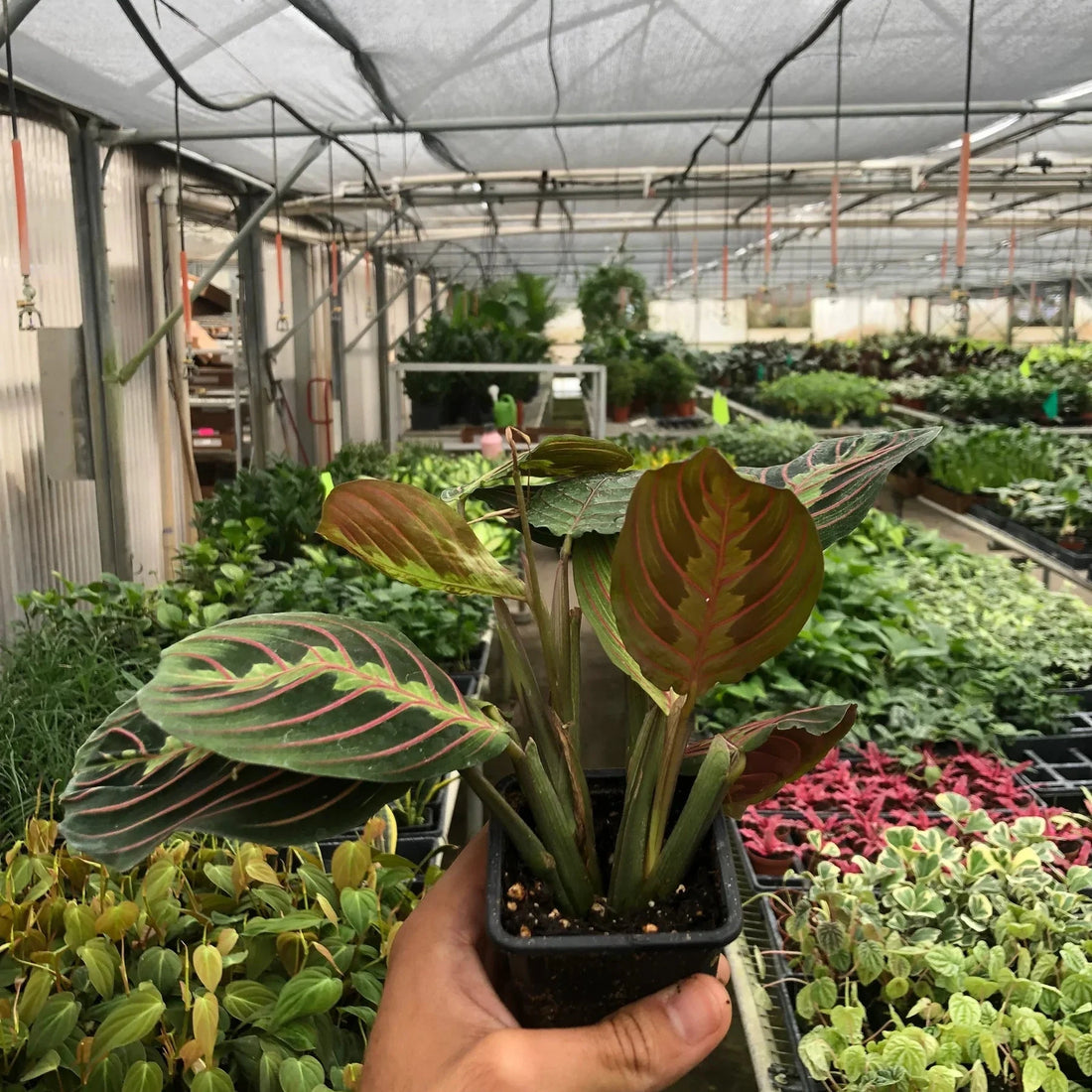 Hand holding a potted Red Prayer plant in a greenhouse setting.