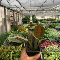 Hand holding a potted Red Prayer plant in a greenhouse setting.