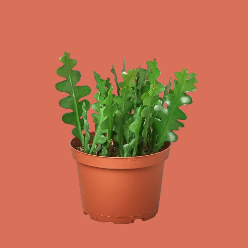Potted Ric Rac Cactus plant with green leaves in a terracotta pot from House of Agave.