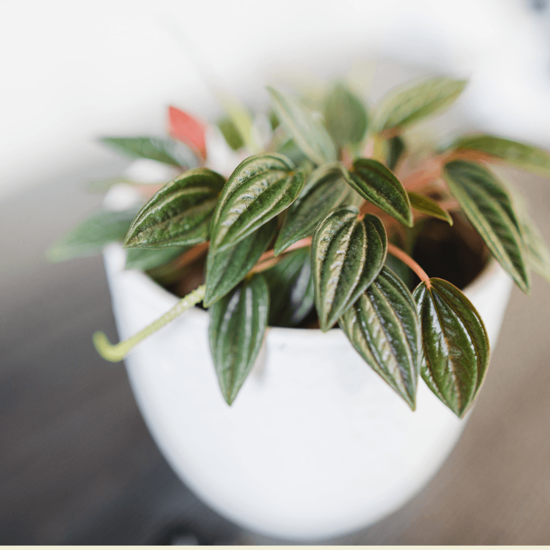Peperomia Rosso, Compact Houseplants