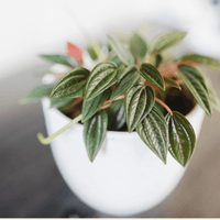 Peperomia Rosso, Compact Houseplants