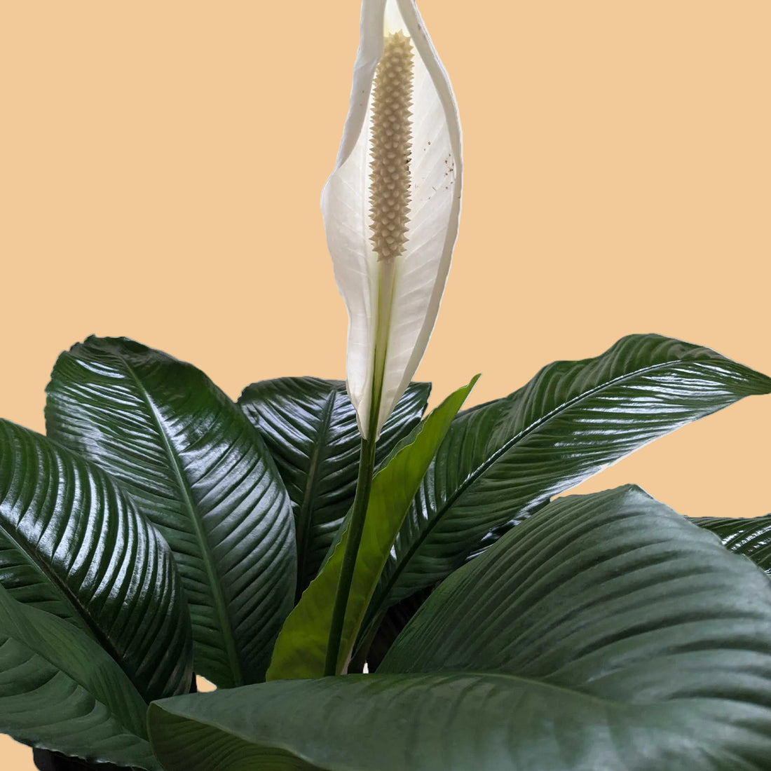 Green leafy plant with a white spathiphyllum Peace Lily flower on a light background.