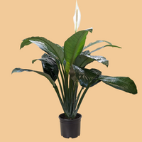Potted Peace Lily plant with large green leaves on a peach background from the boutique online houseplant shop House of Agave.