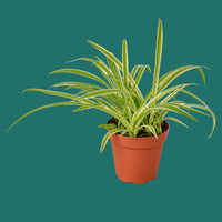 Potted Spiderplant REVERSE with green leaves on a green background from House of Agave.