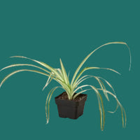 Potted SPIDER plant with long green leaves on a green background from House of Agave. 