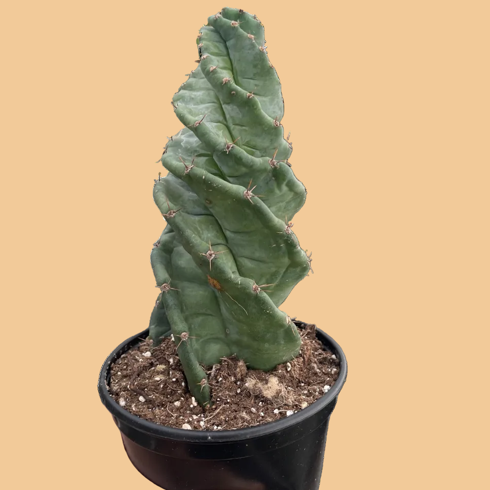 Potted Spiralis cactus plant against a peach background from House of Agave.