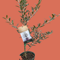 Potted olive tree with from House of Agave.