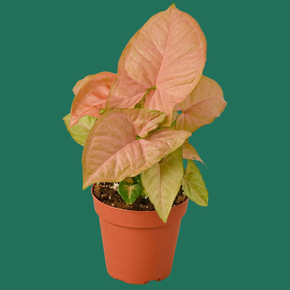 Potted Strawberry Syngonium plant with pink leaves on a green background.