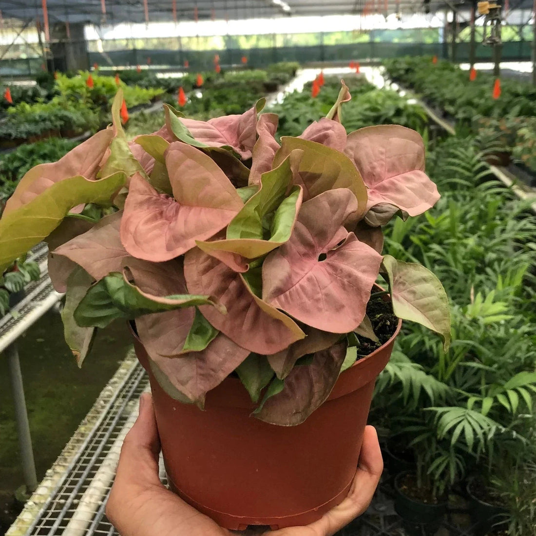 Potted Strawberry Syngonium plant held by a hand in a greenhouse setting at House of Agave.