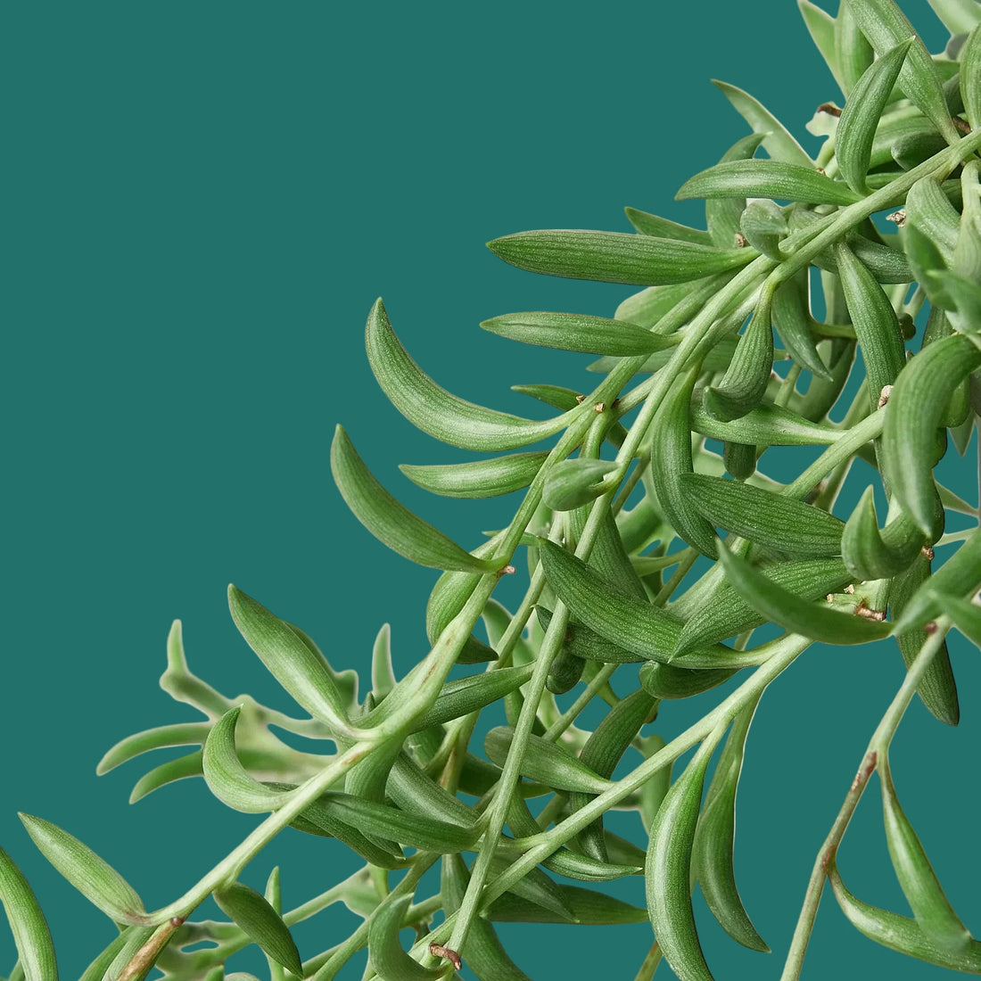 Close-up of string of bananas plant leaves on a green background from House of Agave.