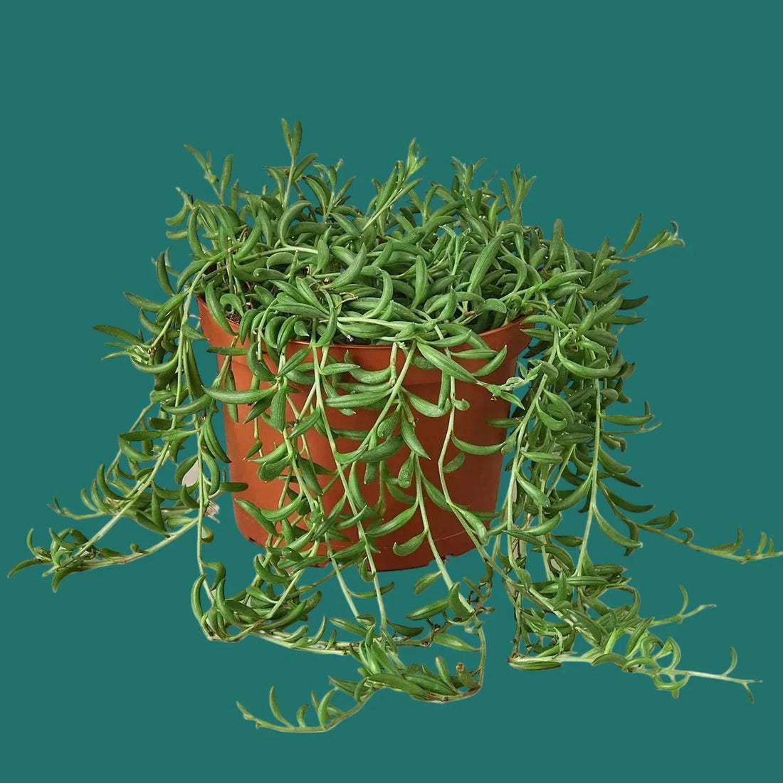 Potted plant with trailing green leaves on a white background