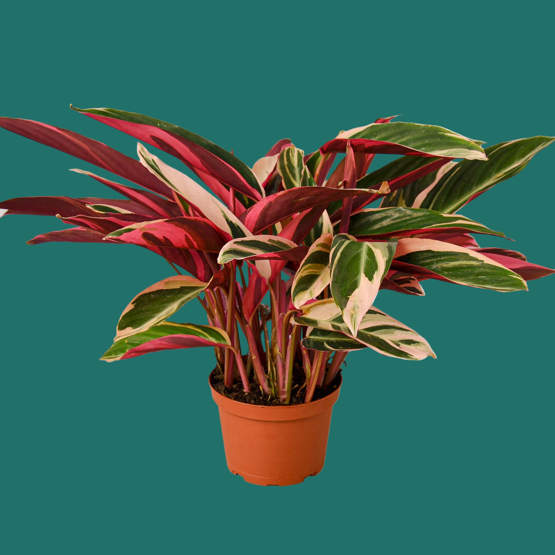 Potted Stromanthe Triostar houseplant with red and green leaves on a green background from House of Agave.