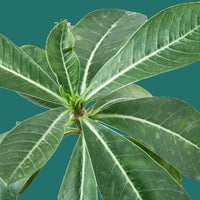 Close-up of green leaves of a Desert Rose plant with white veins on a green background by House of Agave.
