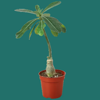 Potted Desert Rose plant with a slim trunk on a green background by House of Agave..