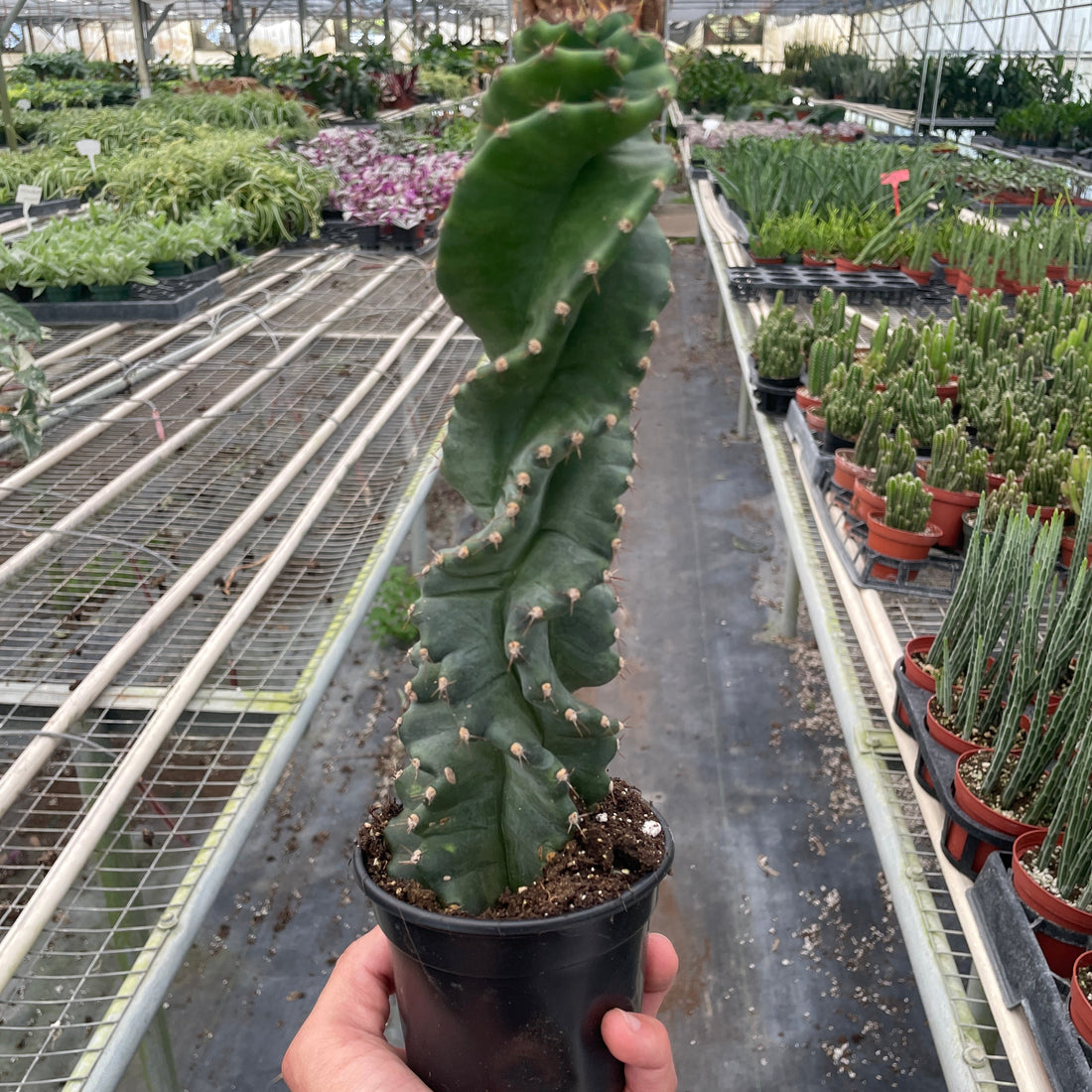 Person holding a potted Spiral cactus in a greenhouse with rows of plants.