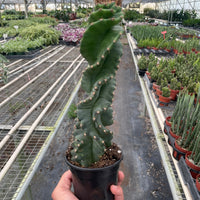 Person holding a potted Spiral cactus in a greenhouse with rows of plants.