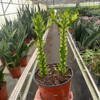 Potted Euphorbia plant held in a greenhouse with other plants in the background.