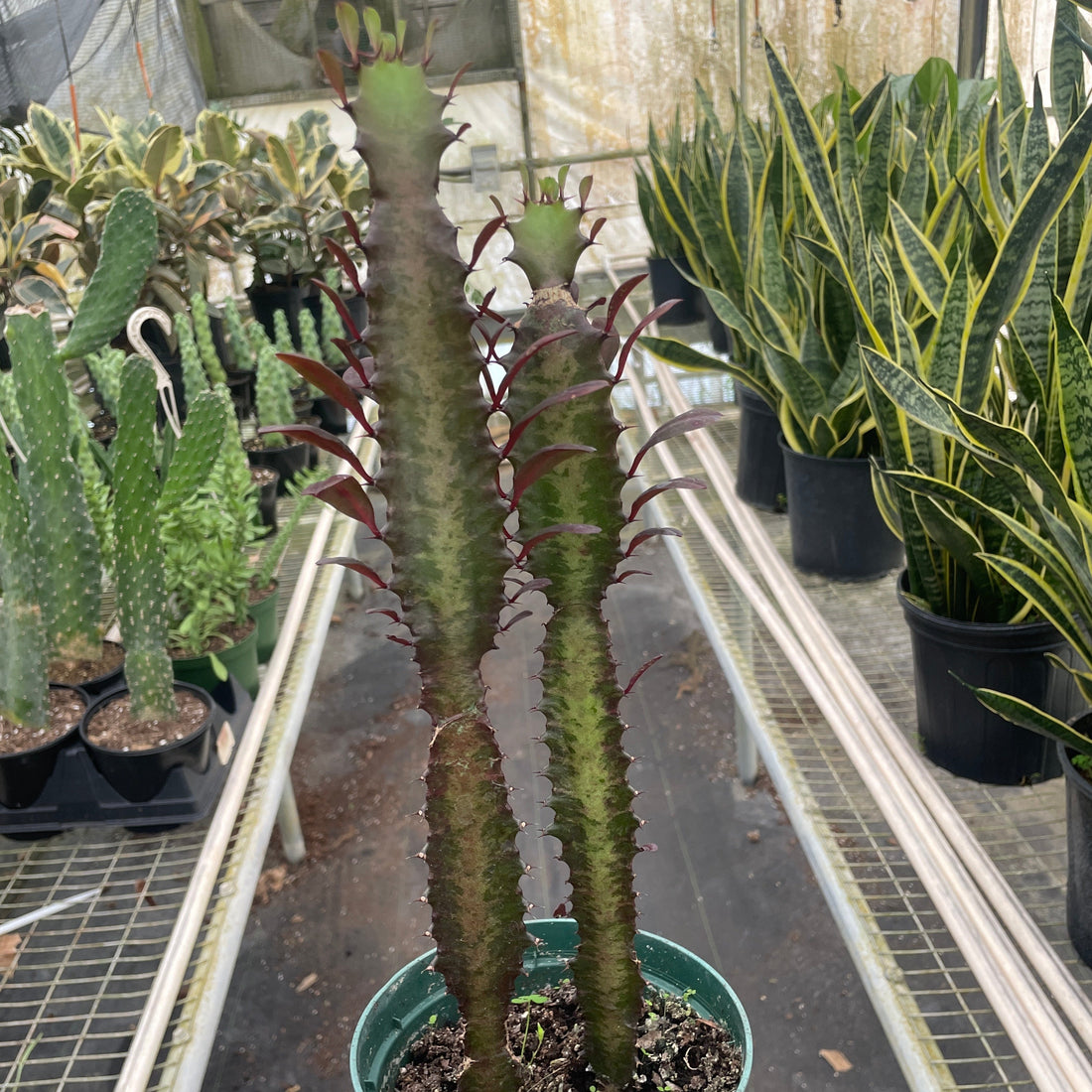 Potted red Euphorbia  held by a hand in a greenhouse setting with other plants.
