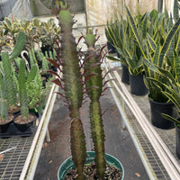 Potted red Euphorbia  held by a hand in a greenhouse setting with other plants.
