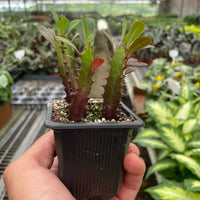 Small potted EUPHORBIA plant held in a hand with a greenhouse background from House of Agave.